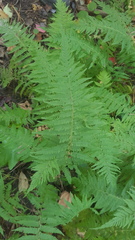 Amauropelta noveboracensis