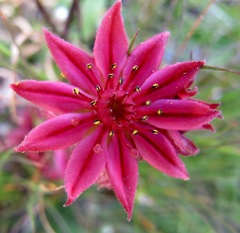 Sempervivum arachnoideum
