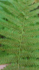 Amauropelta noveboracensis