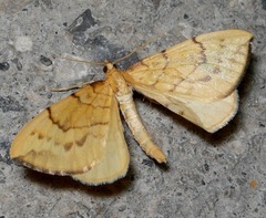 Gandaritis pyraliata