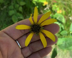 Heliopsis helianthoides