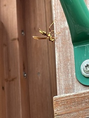 Polistes major major