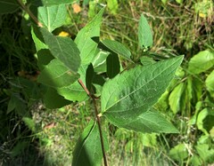 Heliopsis helianthoides