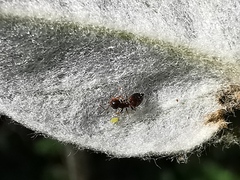 Crematogaster sordidula