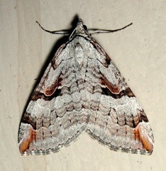 Aplocera praeformata