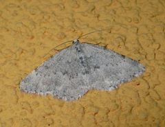 Charissa glaucinaria