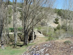 Populus × canadensis