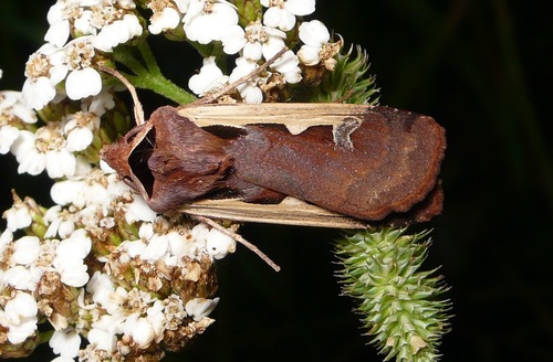 Dichagyris musiva (Hübner, 1803)