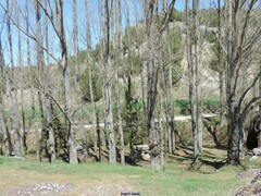 Populus × canadensis