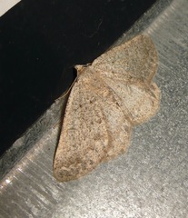 Gnophini