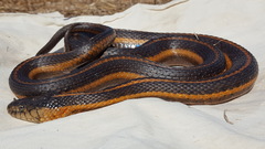 Giant Garter Snake photo 2