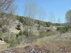 Populus × canadensis