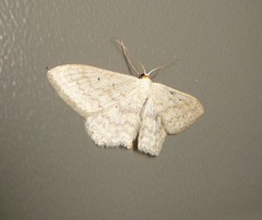 Scopula incanata