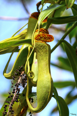 Nepenthes gracilis
