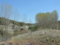 Populus × canadensis