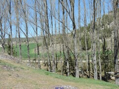 Populus × canadensis