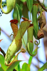 Nepenthes gracilis