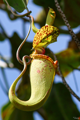 Nepenthes rafflesiana