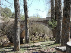 Populus × canadensis