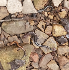 Plethodon dorsalis