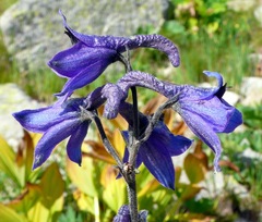 Delphinium dubium