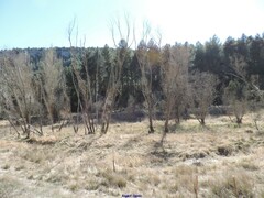 Populus × canadensis