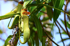Nepenthes gracilis