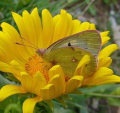 Colias phicomone