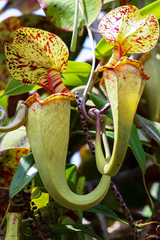 Nepenthes rafflesiana
