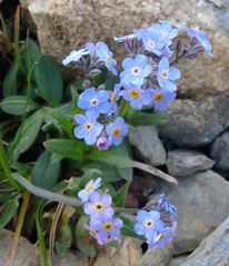 Myosotis alpestris