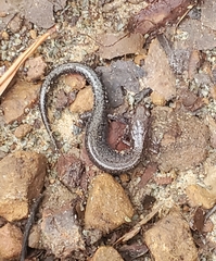Plethodon dorsalis
