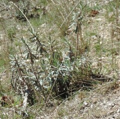 Euphorbia nicaeensis