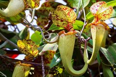 Nepenthes rafflesiana