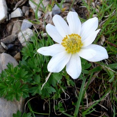 Anemonoides baldensis