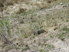 Euphorbia nicaeensis