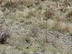 Verbascum pulverulentum