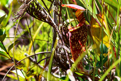 Nepenthes rafflesiana