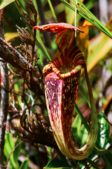 Nepenthes rafflesiana