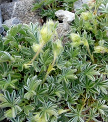 Alpinae