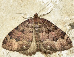 Triphosa dubitata