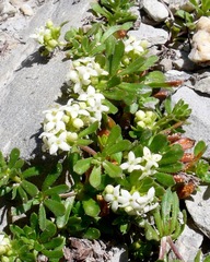 Galium megalospermum