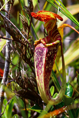 Nepenthes rafflesiana