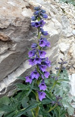 Delphinium dubium