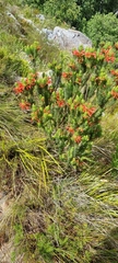 Erica viscaria