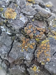 Xanthorioideae