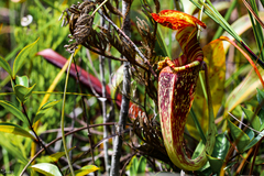 Nepenthes rafflesiana