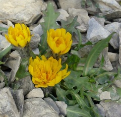 Scorzoneroides montana