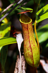 Nepenthes gracilis