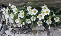 Cerastium latifolium