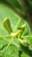 Stagmatoptera